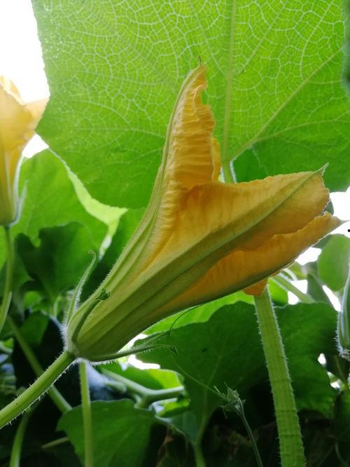 甲亢可以吃瓜花吗,瓜花可否食用？